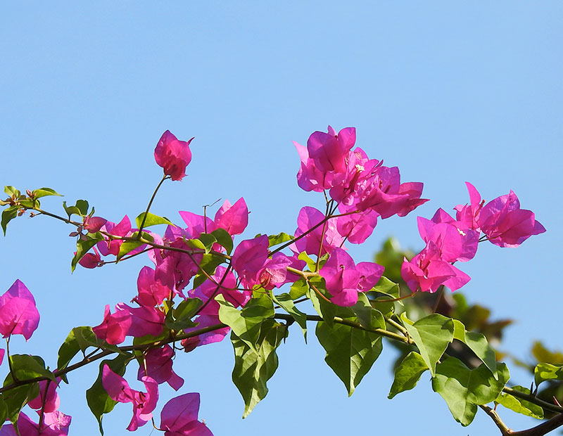 ブーゲンビリア